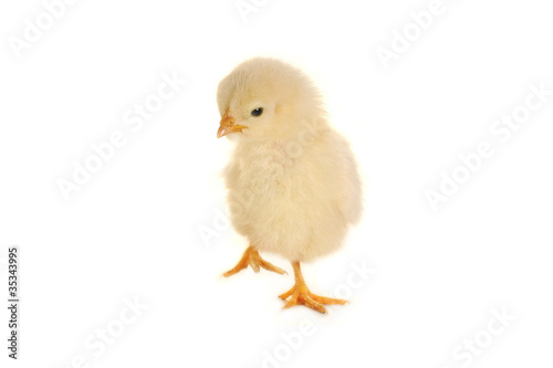 chick © fotomaster