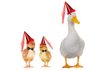 duck white