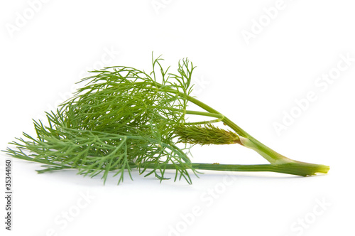 Green fennel leaf isolated on white background