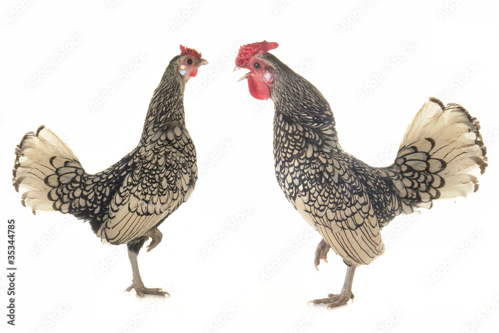 Fototapeta premium cock and hen