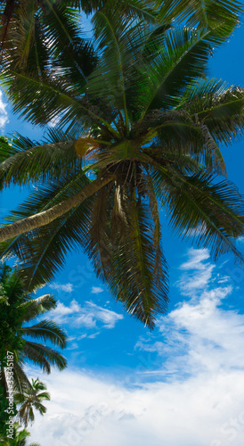 Wallpaper Mural Foliage Park Plants Torontodigital.ca