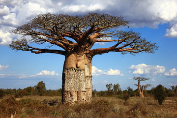 Leinwandbilder Baobab Mächtiger Baobab Baum auf Madagaskar  © ileiry
