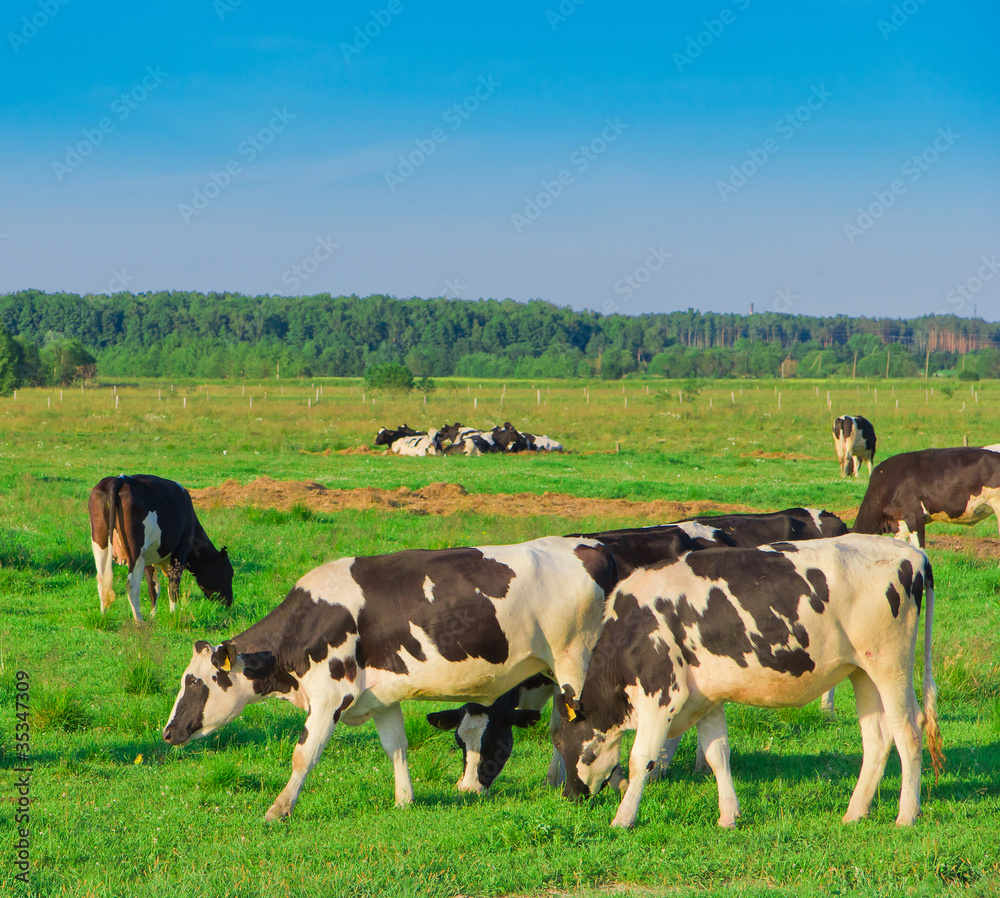 Village Grazing Grazing