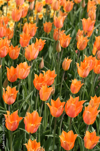 Tulips in a spring garden