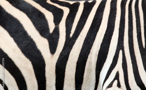 Zebra skin background  texture