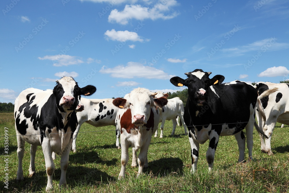Three Young Holstein Dairy Cows