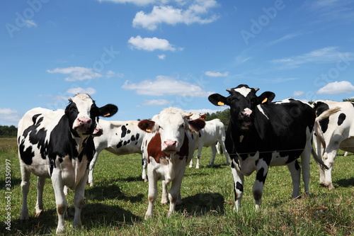 Fototapeta Naklejka Na Ścianę i Meble -  Three Young Holstein Dairy Cows