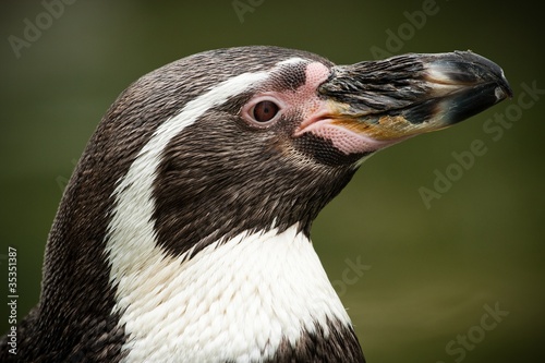 penguin © jurra8