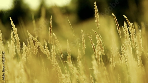 Dry grass on the meadow. Autumn time. photo