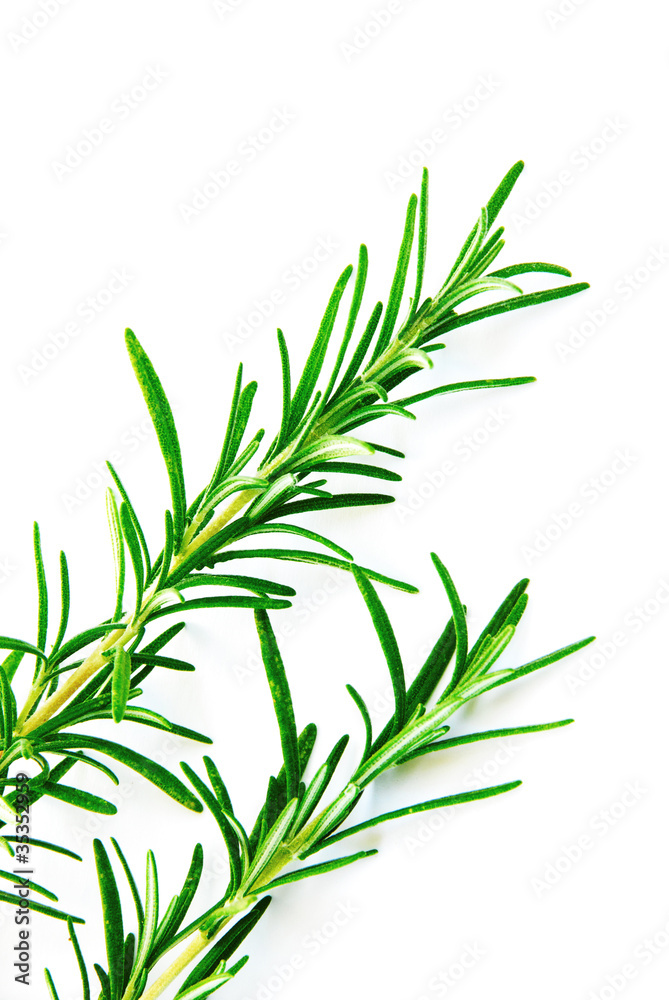 Rosemary Rosemary