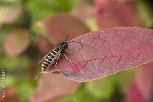 Wasp © Vladimir Konjushenko