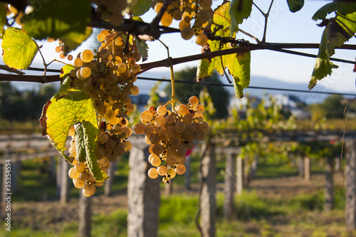 Obraz na plátně bunch of grapes in the vineyard
