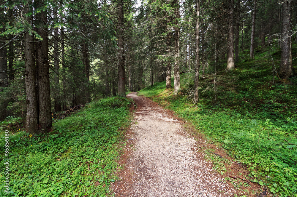 sentiero nella foresta - footpath on forest sentiero nella foresta - footpath on forest
