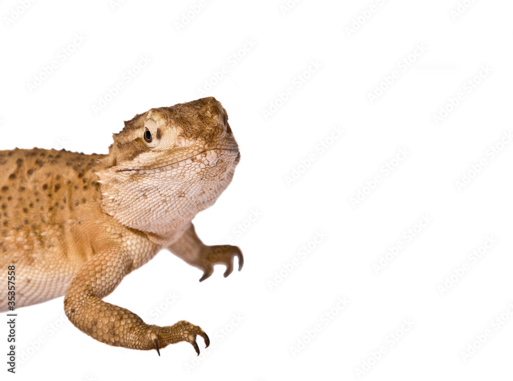 Obraz premium Interessierte Echse