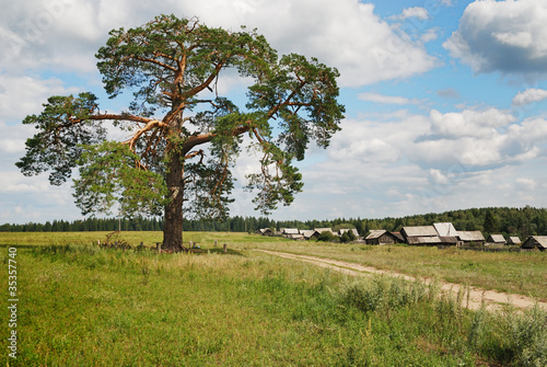 three hundred pine on the outskirts of the village photo