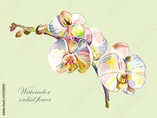 watercolor orchid flower