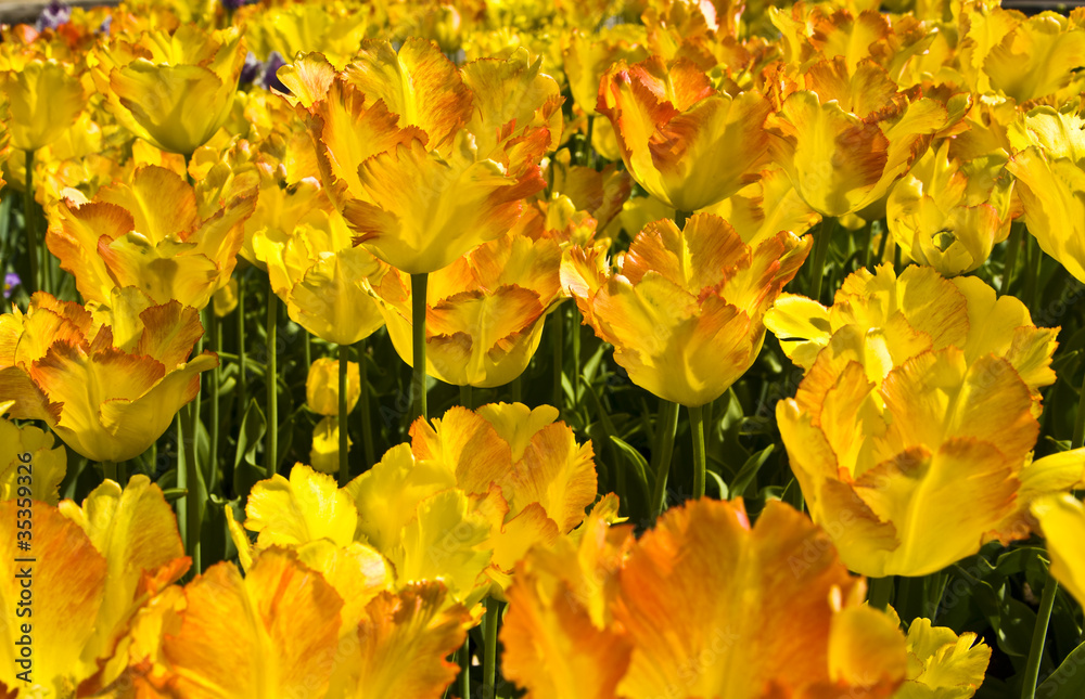 Fototapeta premium Yellow tulips