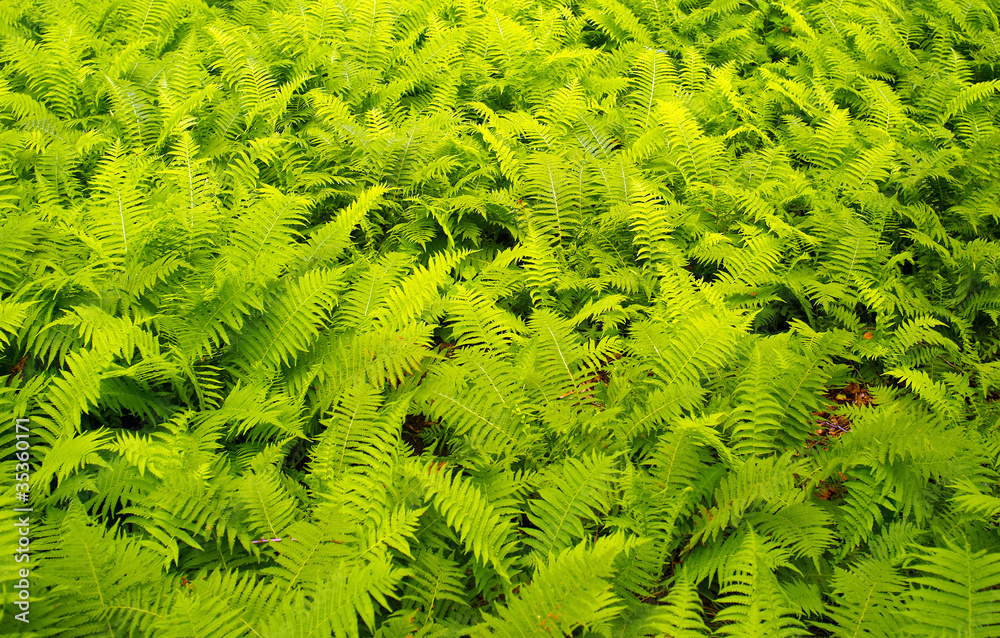 Ferns in forest Ferns in forest