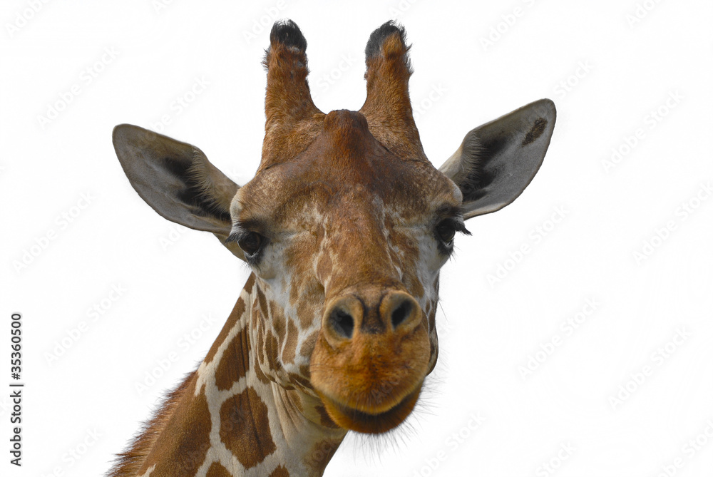 Fototapeta premium Giraffe