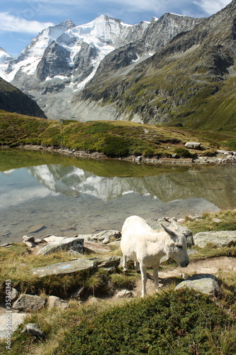white donkey at glacial lake in Swiss Alps