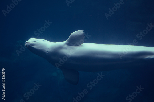 Fotografia, Obraz Beluga Whale