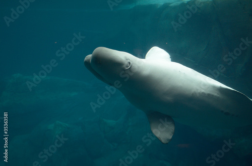Canvas-taulu Beluga Whale