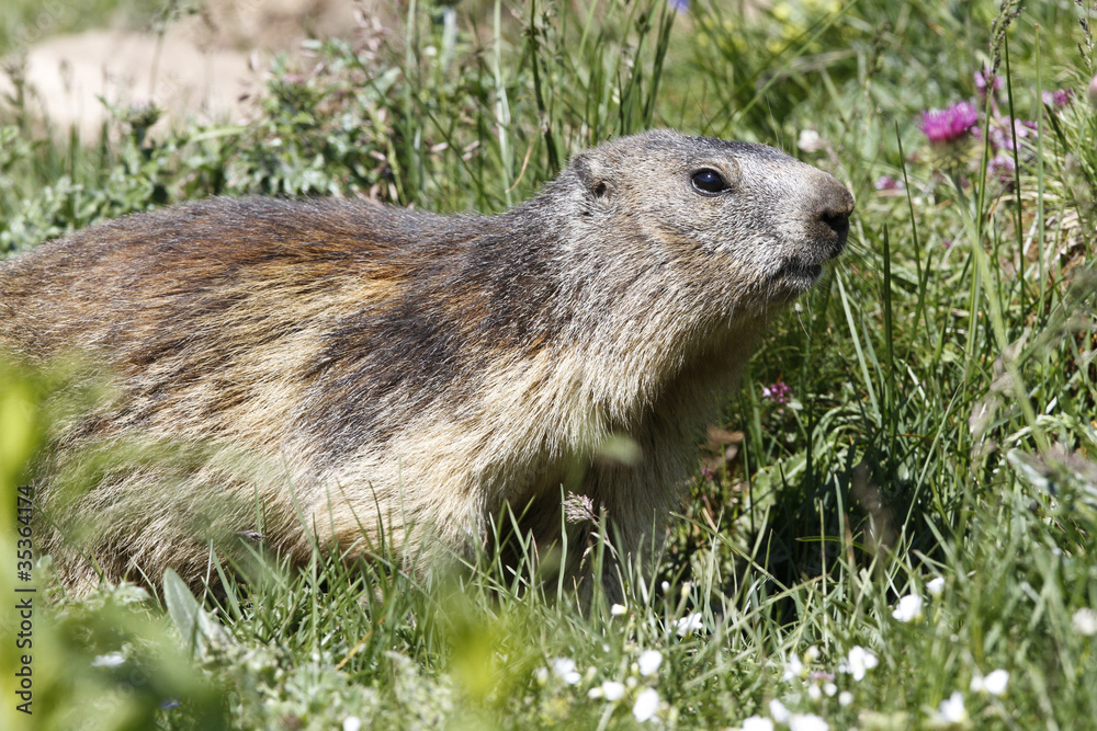 Naklejka premium Marmot