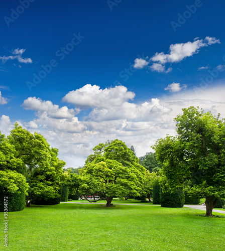 Fototapeta Naklejka Na Ścianę i Meble -  beautiful park trees over blue sky. formal garden