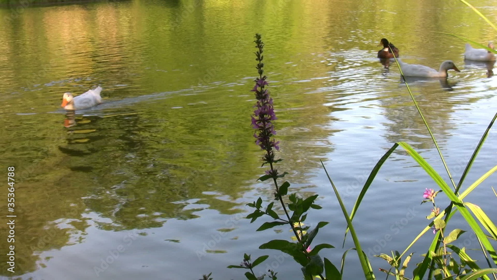 Ducks swimming in a beatiful lake Ducks swimming in a beatiful lake