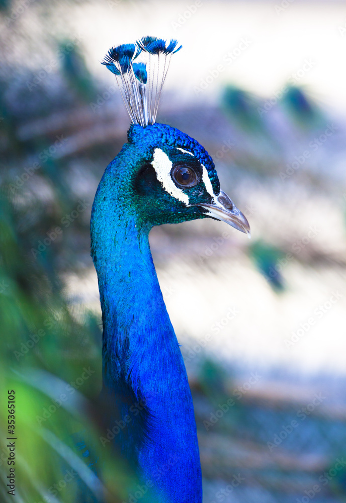 Naklejka premium Colorful Peacock in Full Feather.