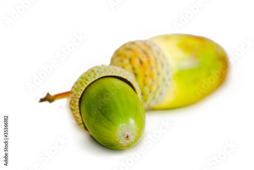 Two acorns isolated on a white background