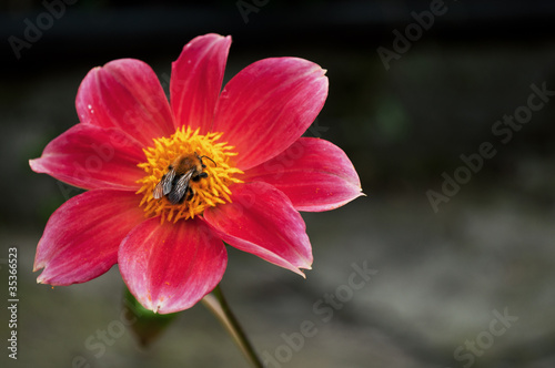 bee on a flower © dimasobko