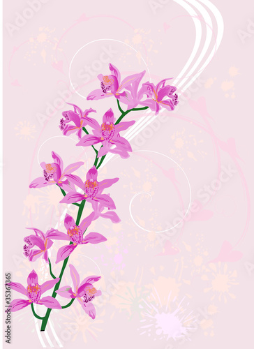 branch with pink orchid flowers