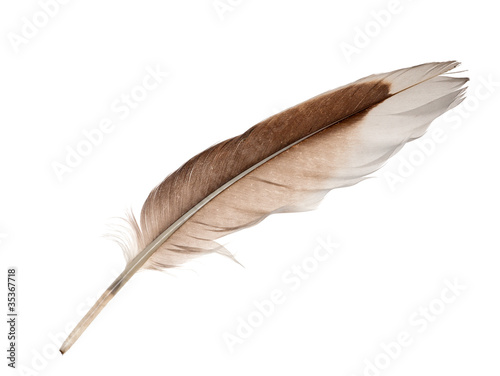 white and brown goose feather