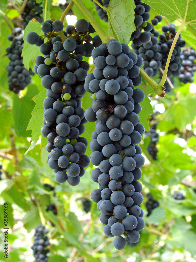 grape clusters ripening on the vine