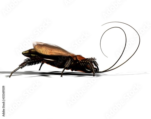 gemeine Kakerlake / Küchenschabe in Nahaufnahme