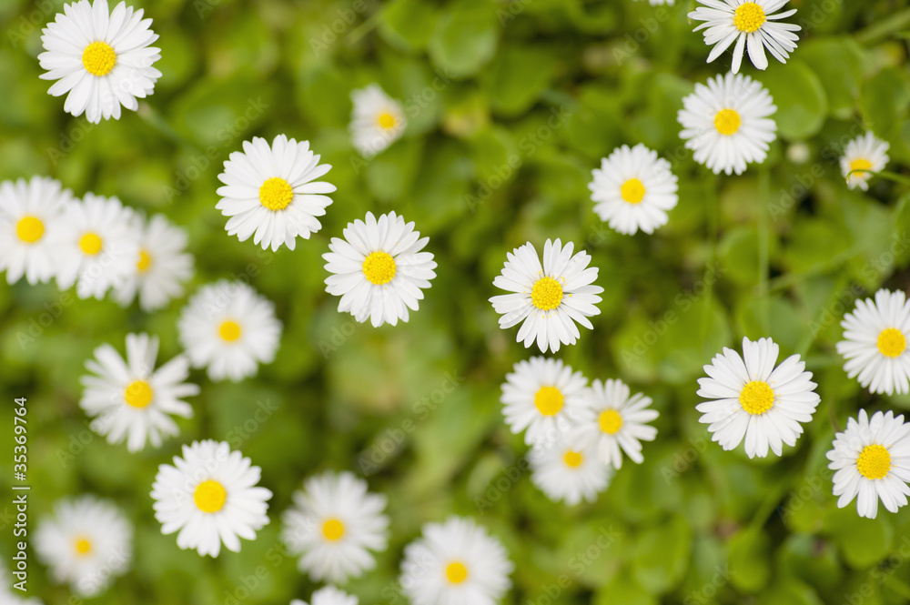 Fototapeta premium Top View of white flowers