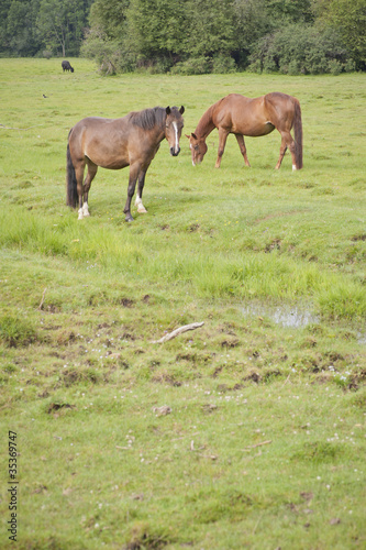 Grazing horses in a meadow © larshallstrom