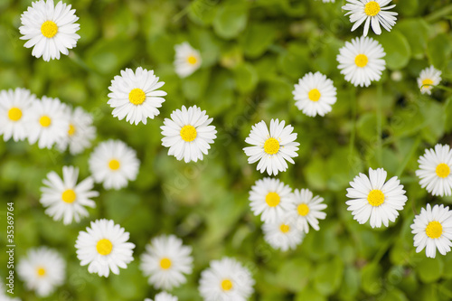 Top View of white flowers © larshallstrom