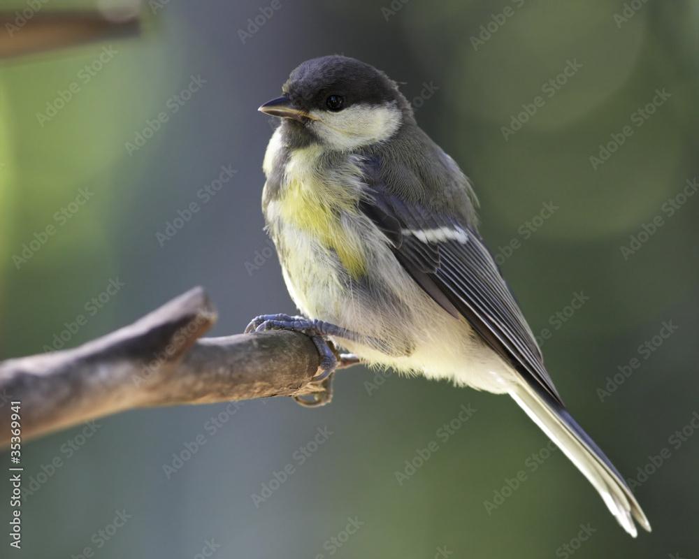 Fototapeta premium Great tit portrait close up