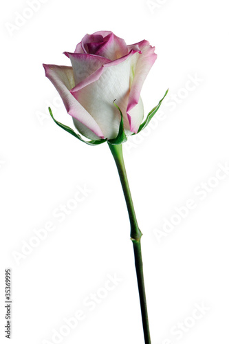 rose, isolated on white