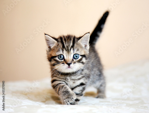 Striped Scottish straight kitten going