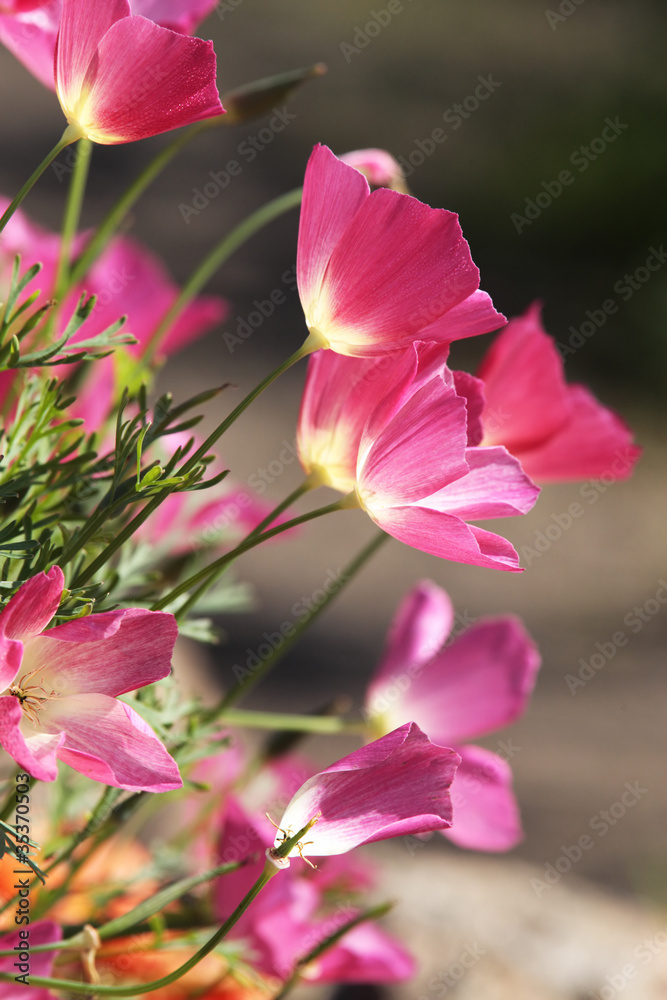 Japanese tulips family Japanese tulips family