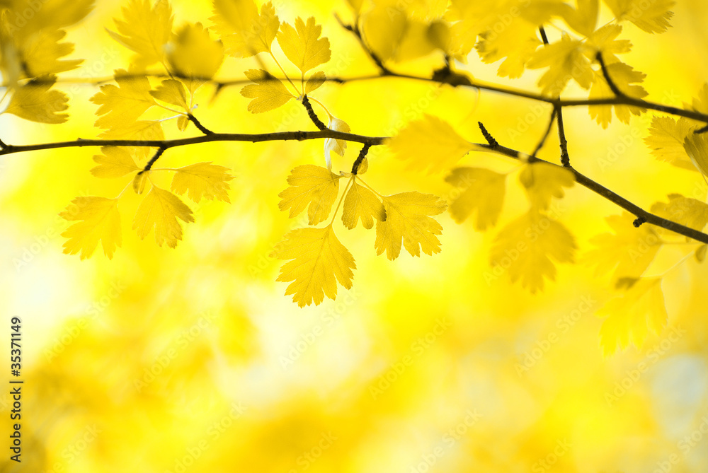 Obraz premium autumn leaves