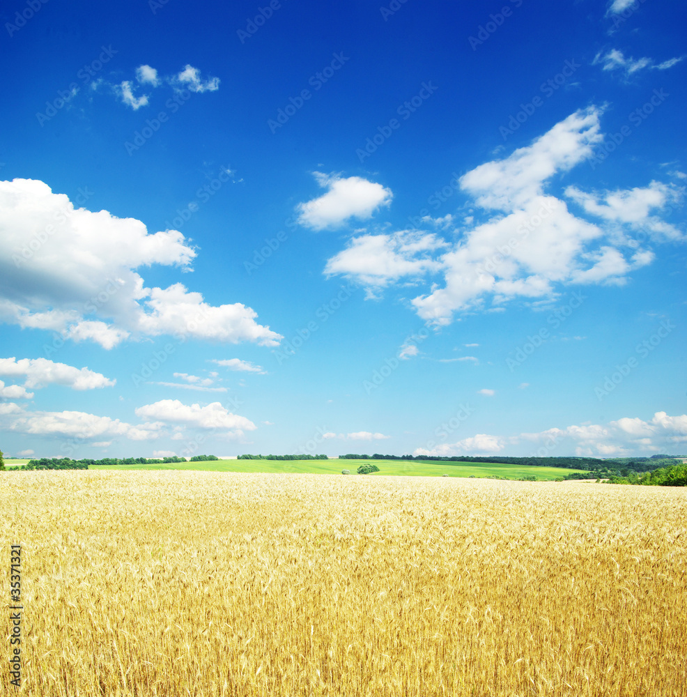 wheat wheat