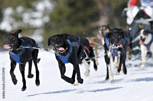 Perros corriendo en la nieve photo