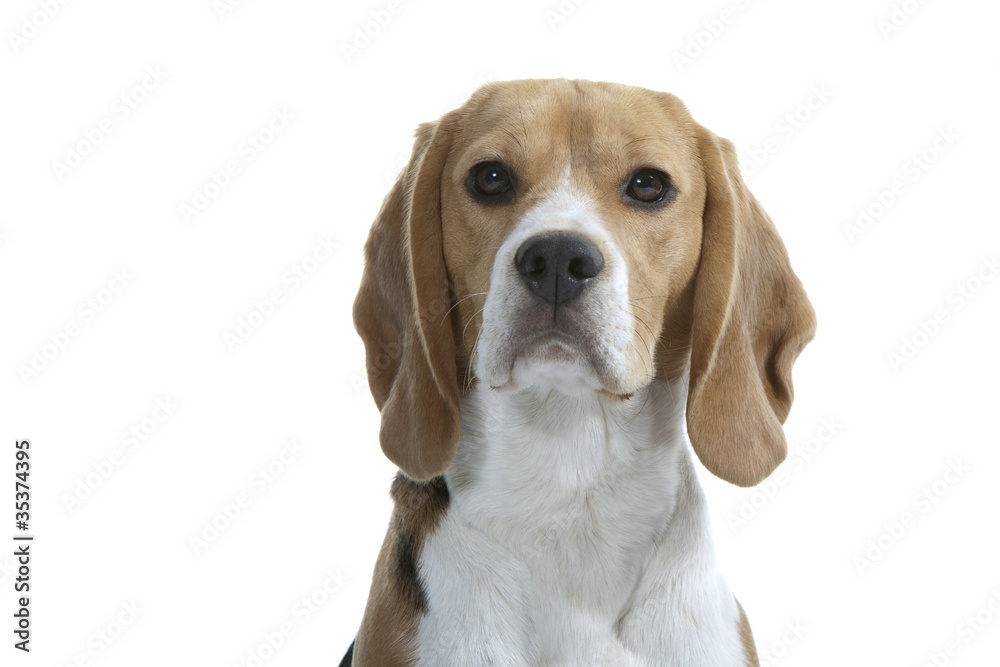 oirtrait d'un beau beagle au regard intelligent