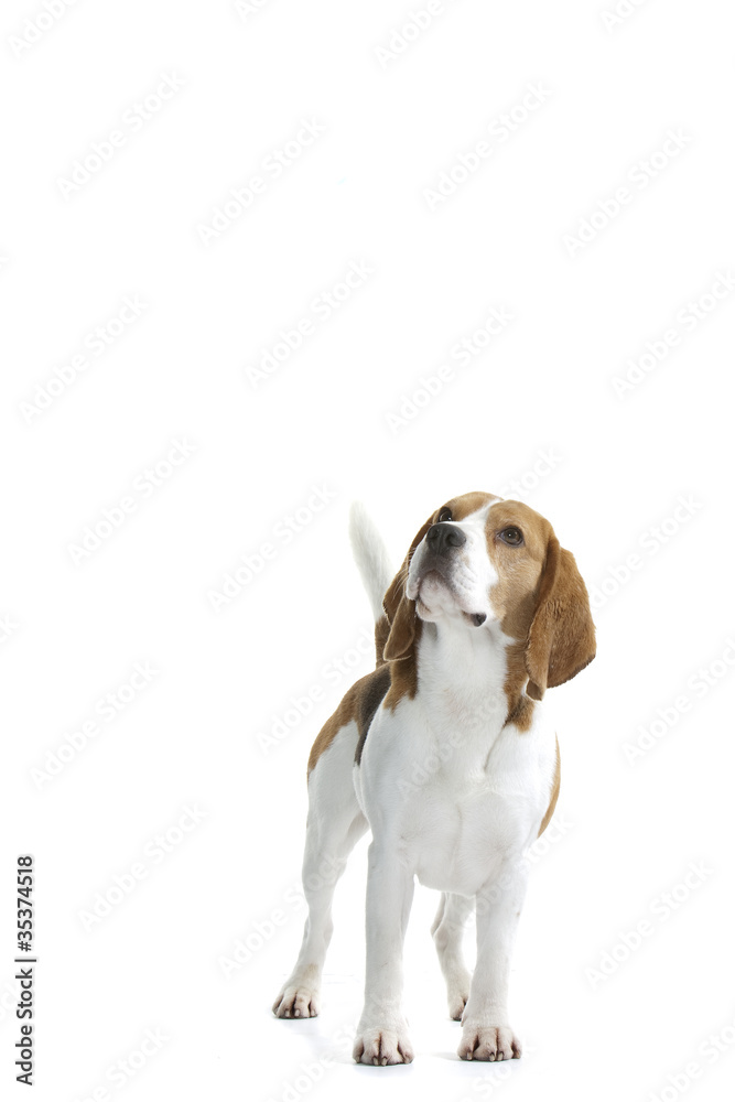 beagle debout de face tête levée