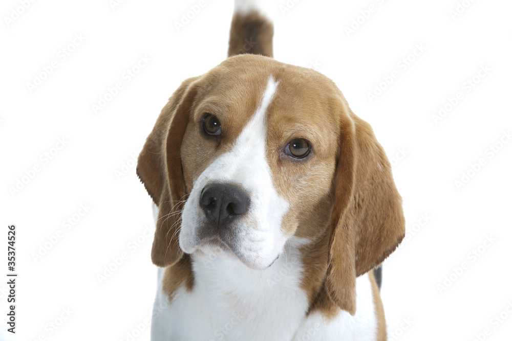 gros plan sur les yeux tendres du beagle