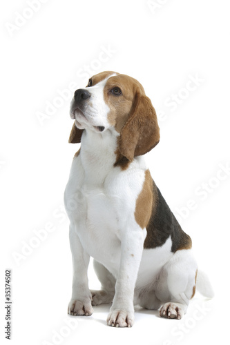 beagle assis de trois quart